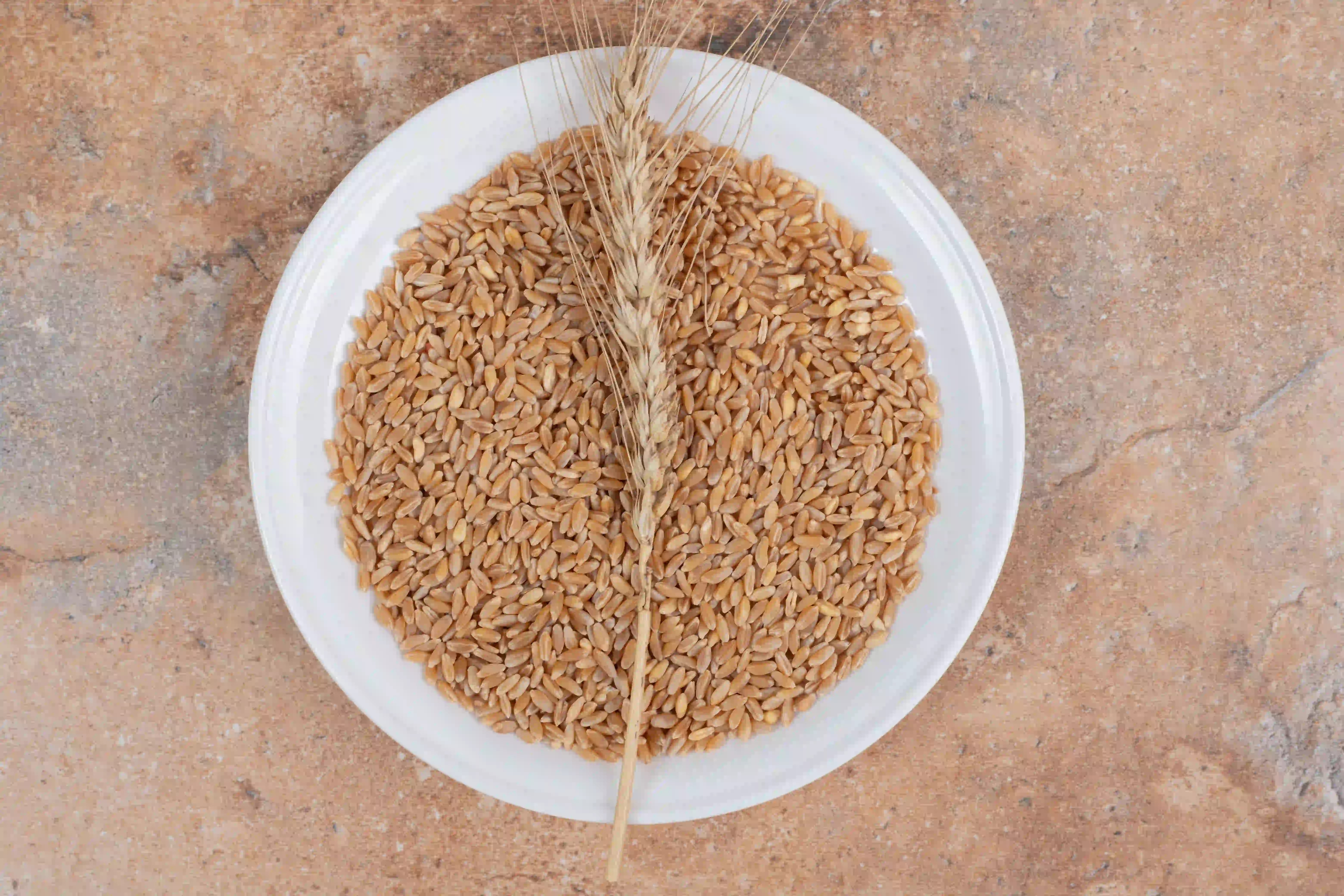 Kavuzlu Buğday Nedir? Faydaları, Çeşitleri ve Özellikleri